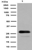 1 - Anti-GFP Rabbit Monoclonal Antibody ABO13221