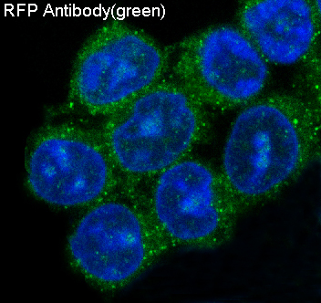 3 - Anti-RFP rfp1 Rabbit Monoclonal Antibody ABO13224