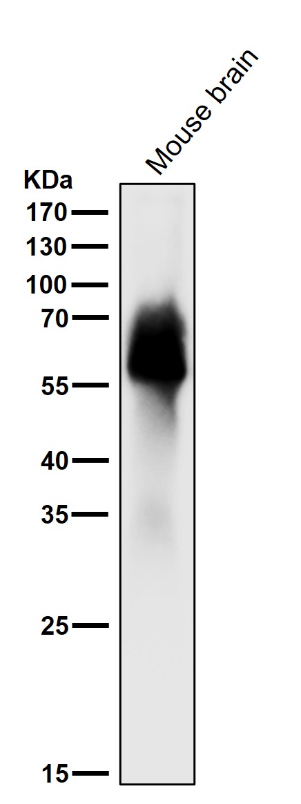 1 - Anti-Tau MAPT Rabbit Monoclonal Antibody ABO13225