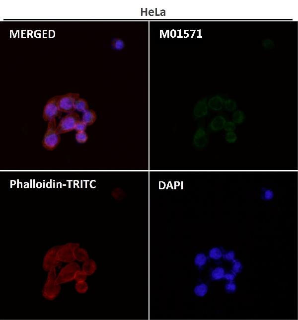 1 - Anti-AIF AIFM1 Rabbit Monoclonal Antibody ABO13226