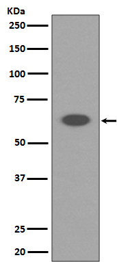 1 - Anti-AIF AIFM1 Rabbit Monoclonal Antibody ABO13226