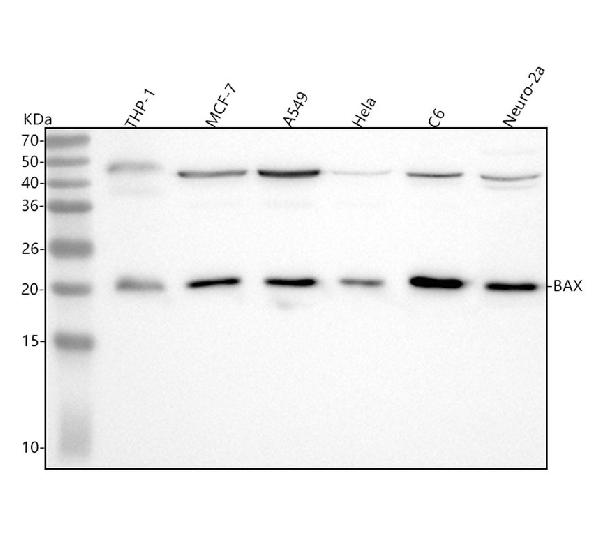 1 - Anti-Bax Rabbit Monoclonal Antibody ABO13227