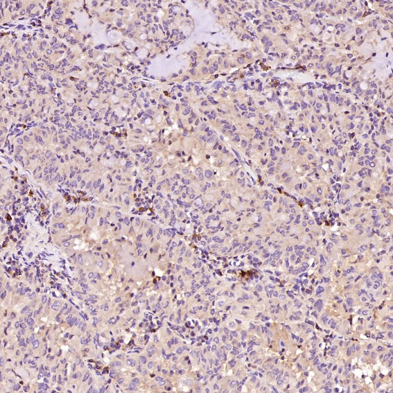 2 - Anti-Bax Rabbit Monoclonal Antibody ABO13227