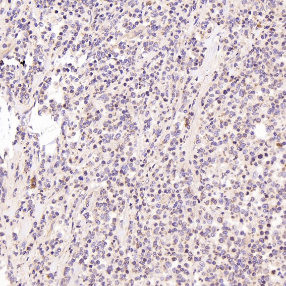 2 - Anti-Bax Rabbit Monoclonal Antibody ABO13227