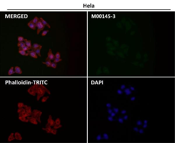 1 - Anti-p21 CDKN1A Rabbit Monoclonal Antibody ABO13229