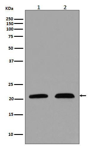 1 - Anti-p21 CDKN1A Rabbit Monoclonal Antibody ABO13229