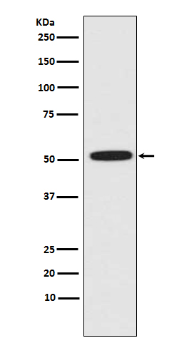 1 - Anti-ERG Rabbit Monoclonal Antibody ABO13230