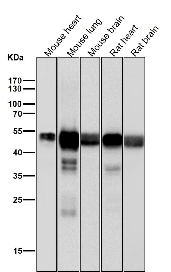 1 - Anti-ERG Rabbit Monoclonal Antibody ABO13230