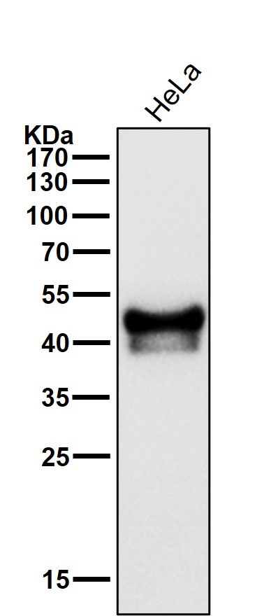1 - Anti-p53 TP53 Rabbit Monoclonal Antibody ABO13231