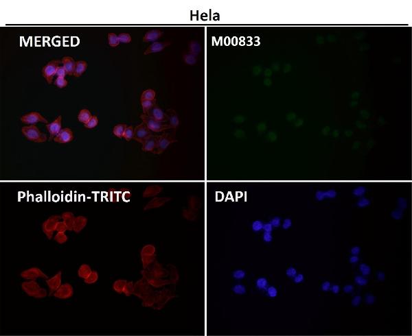 1 - Anti-YY1 Rabbit Monoclonal Antibody ABO13232