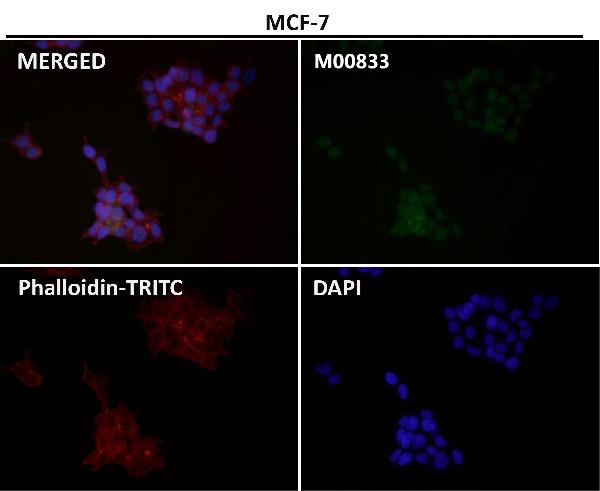 1 - Anti-YY1 Rabbit Monoclonal Antibody ABO13232