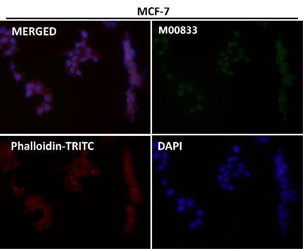 1 - Anti-YY1 Rabbit Monoclonal Antibody ABO13232