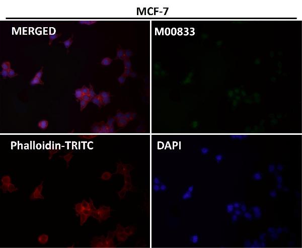 1 - Anti-YY1 Rabbit Monoclonal Antibody ABO13232