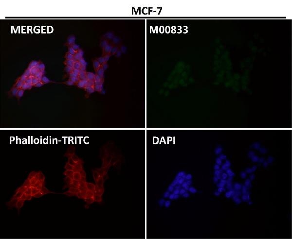1 - Anti-YY1 Rabbit Monoclonal Antibody ABO13232