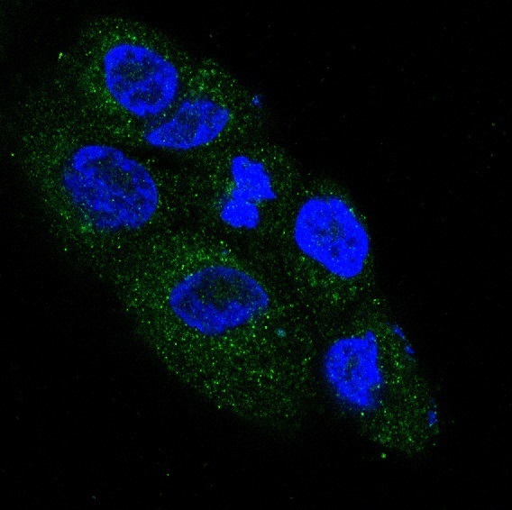 3 - Anti-NGF/Beta Ngf Rabbit Monoclonal Antibody ABO13233