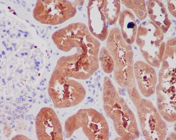 2 - Anti-NGF/Beta Ngf Rabbit Monoclonal Antibody ABO13233