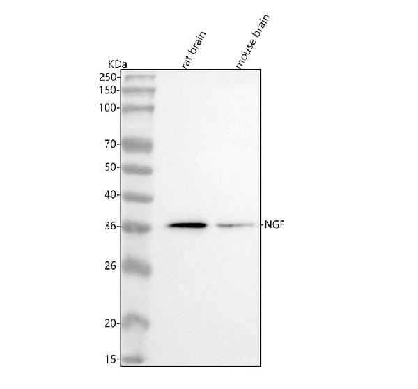 1 - Anti-NGF/Beta Ngf Rabbit Monoclonal Antibody ABO13233