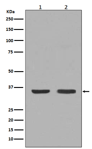 1 - Anti-NGF/Beta Ngf Rabbit Monoclonal Antibody ABO13233
