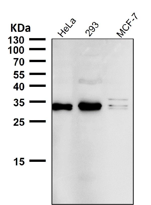 1 - Anti-NGF/Beta Ngf Rabbit Monoclonal Antibody ABO13233