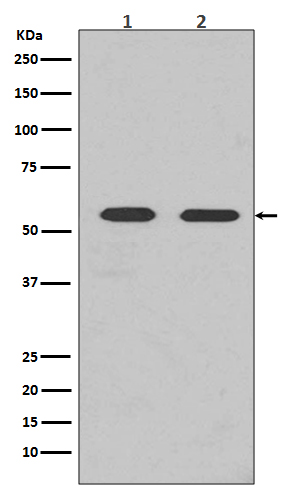 1 - Anti-Fyn Rabbit Monoclonal Antibody ABO13234