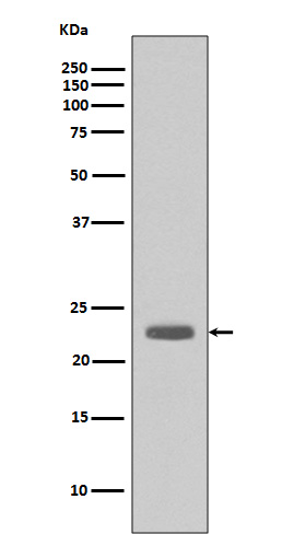 1 - Anti-Bim BCL2L11 Rabbit Monoclonal Antibody ABO13236