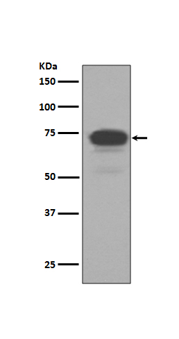 1 - Anti-5T4 TPBG Rabbit Monoclonal Antibody ABO13237