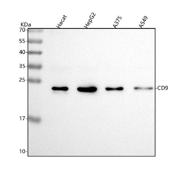 1 - Anti-CD9 Rabbit Monoclonal Antibody ABO13238
