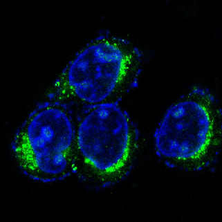 3 - Anti-CD9 Rabbit Monoclonal Antibody ABO13238