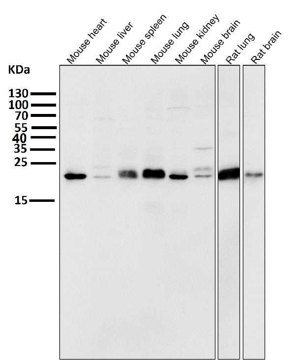 1 - Anti-CD9 Rabbit Monoclonal Antibody ABO13238
