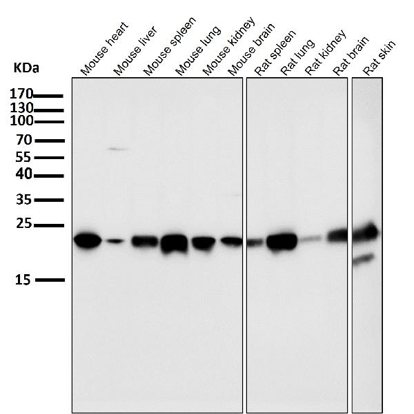 1 - Anti-CD9 Rabbit Monoclonal Antibody ABO13238