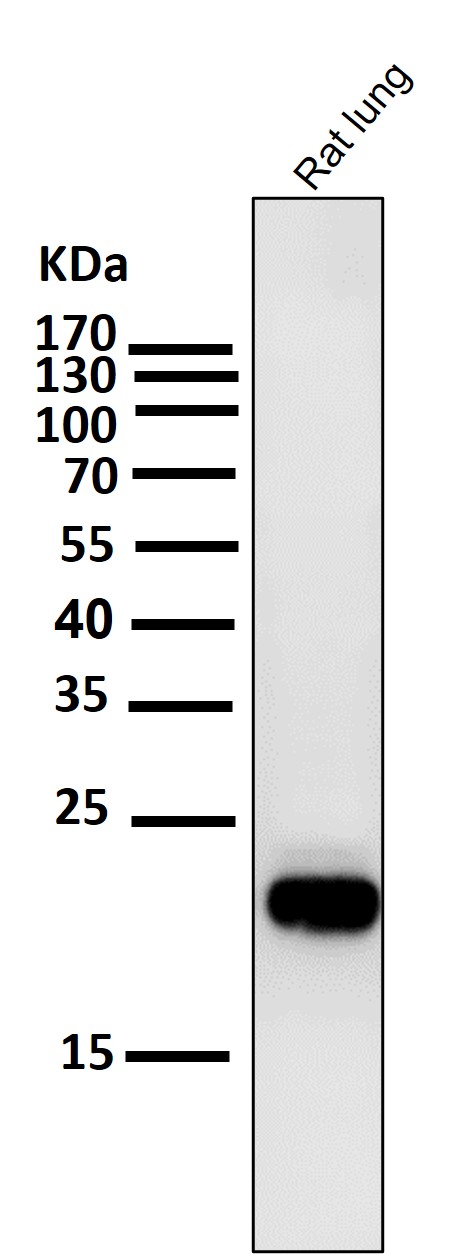 1 - Anti-CD9 Rabbit Monoclonal Antibody ABO13238