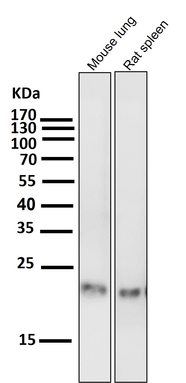 1 - Anti-CD9 Rabbit Monoclonal Antibody ABO13238