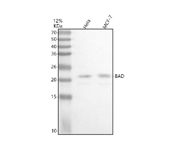 1 - Anti-Bad Rabbit Monoclonal Antibody ABO13239