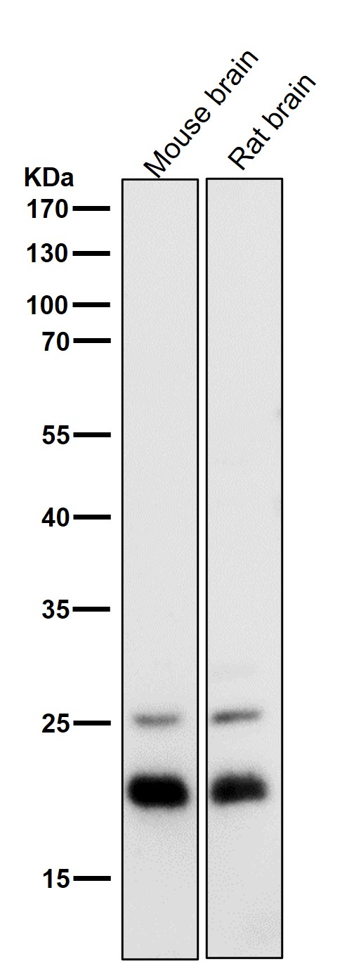 1 - Anti-Bad Rabbit Monoclonal Antibody ABO13239