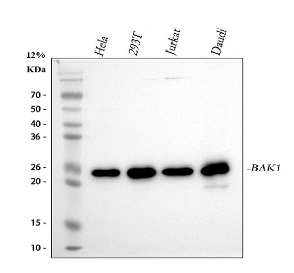 1 - Anti-Bak BAK1 Rabbit Monoclonal Antibody ABO13240
