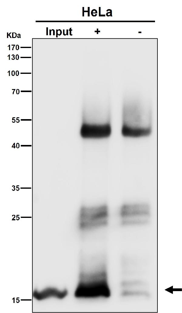 1 - Anti-PBR TSPO Rabbit Monoclonal Antibody ABO13242