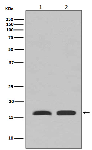 1 - Anti-PBR TSPO Rabbit Monoclonal Antibody ABO13242