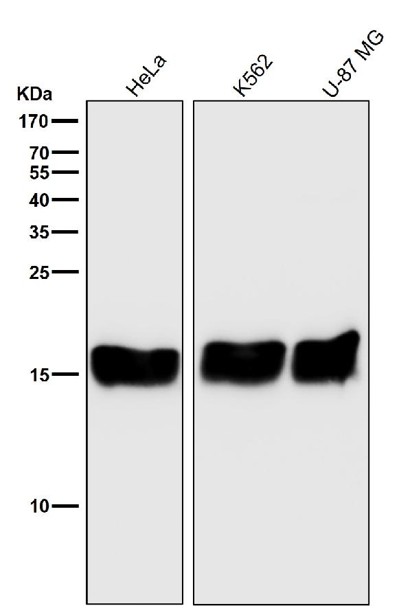 1 - Anti-PBR TSPO Rabbit Monoclonal Antibody ABO13242