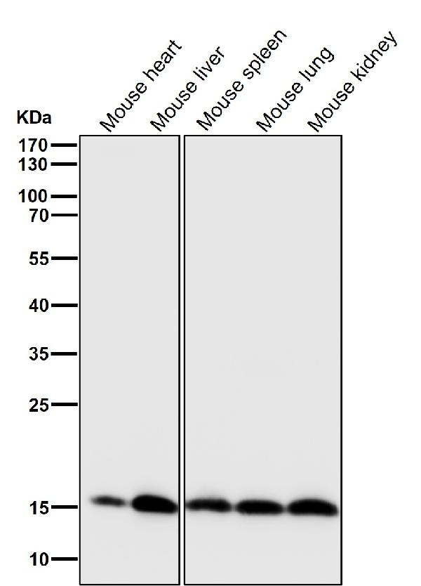 1 - Anti-PBR TSPO Rabbit Monoclonal Antibody ABO13242