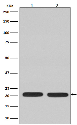 1 - Anti-Ras NRAS Rabbit Monoclonal Antibody ABO13243