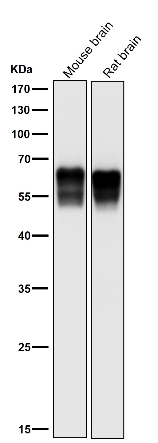 1 - Anti-Src Rabbit Monoclonal Antibody ABO13244