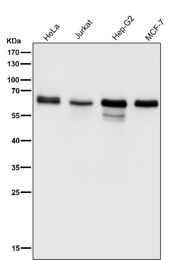 1 - Anti-Src Rabbit Monoclonal Antibody ABO13244