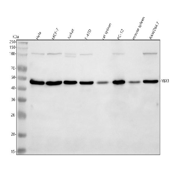 1 - Anti-YB1 YBX1 Rabbit Monoclonal Antibody ABO13245