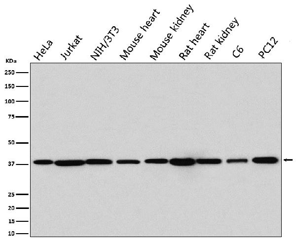 1 - Anti-p38 MAPK14 Rabbit Monoclonal Antibody ABO13248