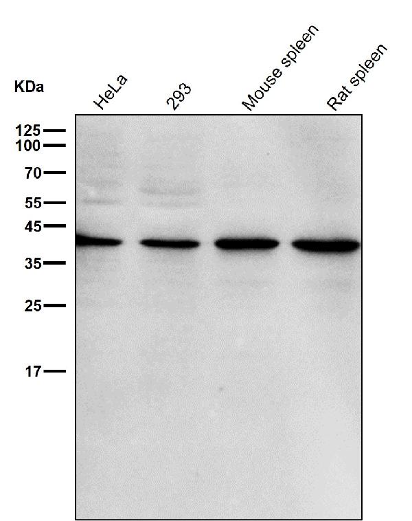 1 - Anti-p38 MAPK14 Rabbit Monoclonal Antibody ABO13248