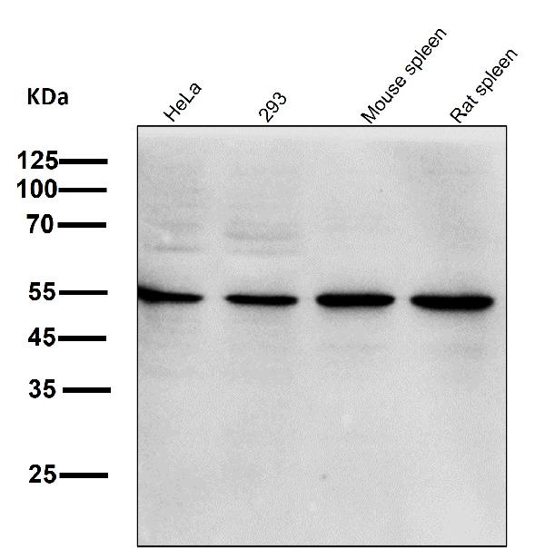 1 - Anti-p38 MAPK14 Rabbit Monoclonal Antibody ABO13248