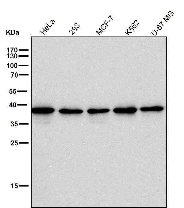 1 - Anti-p38 MAPK14 Rabbit Monoclonal Antibody ABO13248