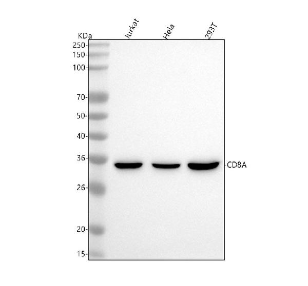 1 - Anti-CD8 CD8A Rabbit Monoclonal Antibody ABO13249