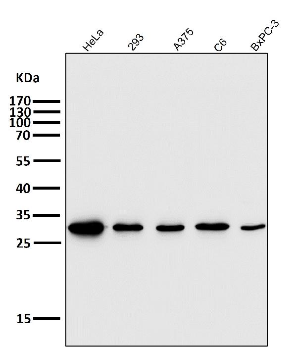 1 - Anti-CD8 CD8A Rabbit Monoclonal Antibody ABO13249