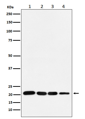 1 - Anti-p21 CDKN1A Rabbit Monoclonal Antibody ABO13250